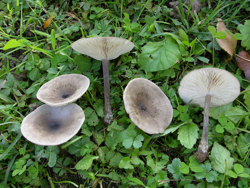Melanoleuca leucophylloides...?